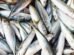 apos-tarifa-de-50%-dos-eua,-governo-pode-comprar-peixes-do-ceara-para-merenda-escolar