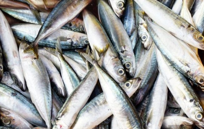 apos-tarifa-de-50%-dos-eua,-governo-pode-comprar-peixes-do-ceara-para-merenda-escolar