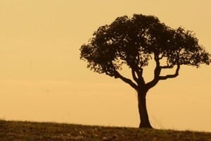 inmet-divulga-alerta-de-perigo-potencial-por-baixa-umidade-em-cidades-do-ceara;-confira-a-lista