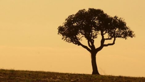 inmet-divulga-alerta-de-perigo-potencial-por-baixa-umidade-em-cidades-do-ceara;-confira-a-lista