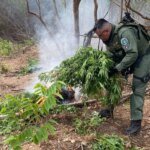 plantacao-com-1.200-pes-de-maconha-e-incinerada-em-missao-velha,-no-interior-do-ceara