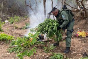 plantacao-com-1.200-pes-de-maconha-e-incinerada-em-missao-velha,-no-interior-do-ceara