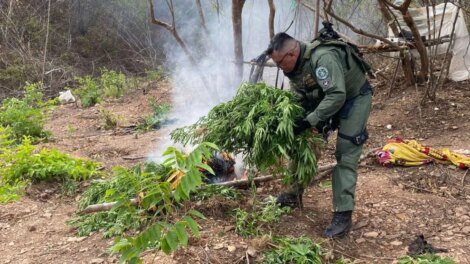 plantacao-com-1.200-pes-de-maconha-e-incinerada-em-missao-velha,-no-interior-do-ceara