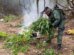 plantacao-com-1.200-pes-de-maconha-e-incinerada-em-missao-velha,-no-interior-do-ceara