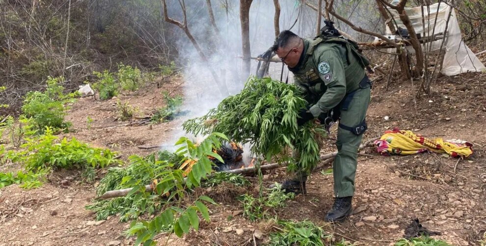 plantacao-com-1.200-pes-de-maconha-e-incinerada-em-missao-velha,-no-interior-do-ceara