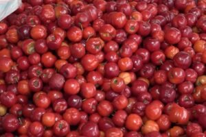 setor-de-frutas-frescas-do-ceara-deve-produzir-quase-2-milhoes-de-toneladas-em-2025