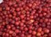 setor-de-frutas-frescas-do-ceara-deve-produzir-quase-2-milhoes-de-toneladas-em-2025