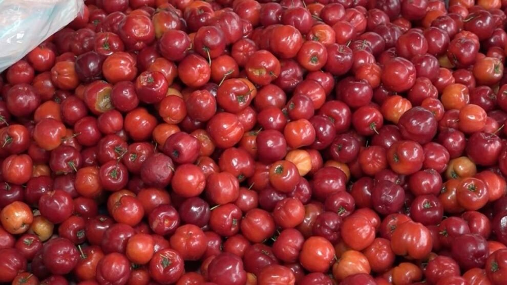 setor-de-frutas-frescas-do-ceara-deve-produzir-quase-2-milhoes-de-toneladas-em-2025