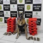 mulher-e-presa-transportando-24-quilos-de-drogas-da-bahia-para-o-ceara