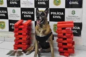 mulher-e-presa-transportando-24-quilos-de-drogas-da-bahia-para-o-ceara