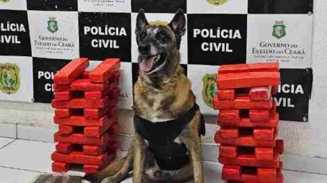 mulher-e-presa-transportando-24-quilos-de-drogas-da-bahia-para-o-ceara