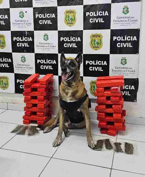 mulher-e-presa-transportando-24-quilos-de-drogas-da-bahia-para-o-ceara