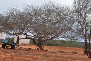 ceara-esta-com-88,7%-do-territorio-em-seca-relativa,-aponta-monitor-das-secas