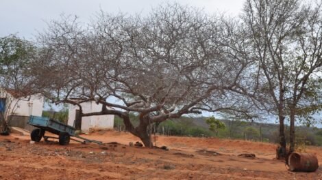 ceara-esta-com-88,7%-do-territorio-em-seca-relativa,-aponta-monitor-das-secas
