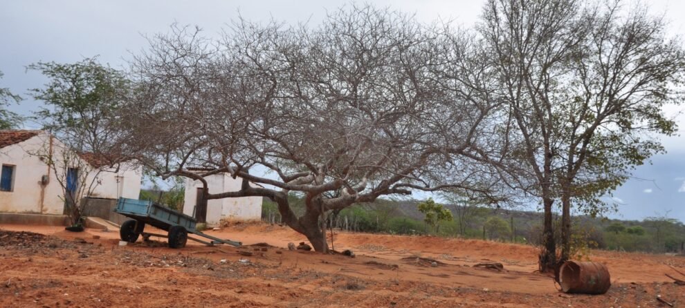 ceara-esta-com-88,7%-do-territorio-em-seca-relativa,-aponta-monitor-das-secas