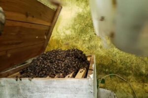 policial-militar-resgata-idoso-atacado-por-abelhas-em-no-interior-do-ceara