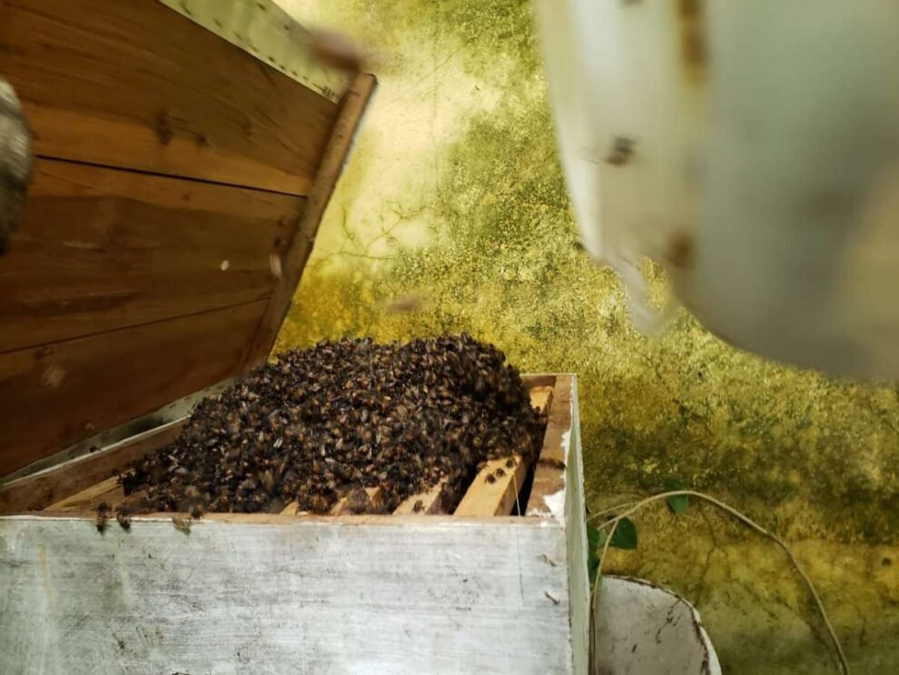 policial-militar-resgata-idoso-atacado-por-abelhas-em-no-interior-do-ceara