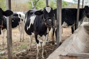 bovinos,-ovinos-e-caprinos-morrem-no-ceara-apos-aplicacao-de-lote-suspenso-de-vacina