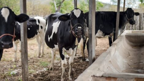 bovinos,-ovinos-e-caprinos-morrem-no-ceara-apos-aplicacao-de-lote-suspenso-de-vacina