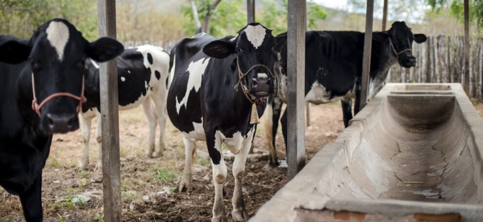 bovinos,-ovinos-e-caprinos-morrem-no-ceara-apos-aplicacao-de-lote-suspenso-de-vacina