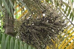 cearenses-investem-no-acai-e-projetam-autossuficiencia-na-producao-da-fruta-amazonica