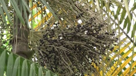 cearenses-investem-no-acai-e-projetam-autossuficiencia-na-producao-da-fruta-amazonica