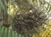 cearenses-investem-no-acai-e-projetam-autossuficiencia-na-producao-da-fruta-amazonica