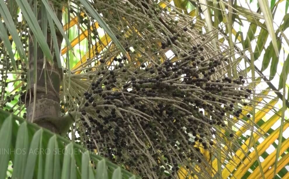 cearenses-investem-no-acai-e-projetam-autossuficiencia-na-producao-da-fruta-amazonica