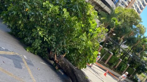 arvore-centenaria-cai-e-derruba-poste-em-rua-de-fortaleza;-nao-houve-feridos
