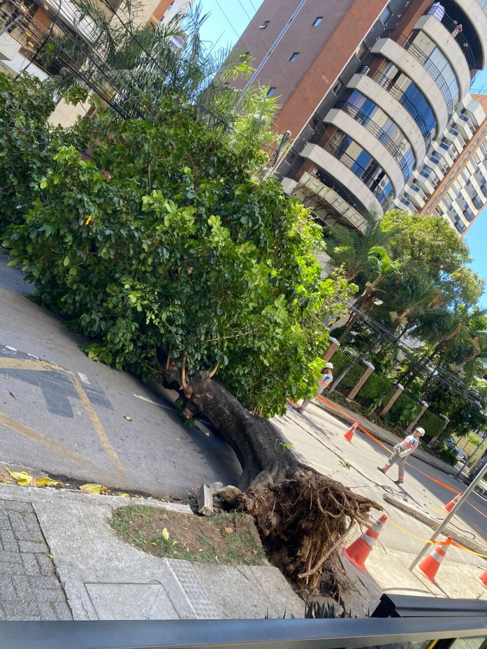 arvore-centenaria-cai-e-derruba-poste-em-rua-de-fortaleza;-nao-houve-feridos