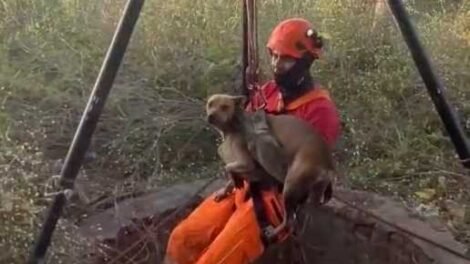 cao-e-resgatado-de-poco-de-15-metros-no-ce-apos-cair-enquanto-brincava-com-outros-cachorros