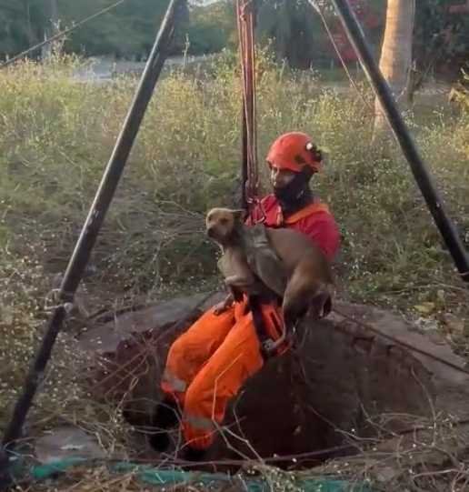 cao-e-resgatado-de-poco-de-15-metros-no-ce-apos-cair-enquanto-brincava-com-outros-cachorros