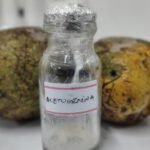 aedes-aegypti:-uece-recebe-patente-por-desenvolver-larvicida-natural-contra-o-mosquito-da-dengue