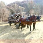 comissao-da-camara-aprova-projeto-que-proibe-uso-de-animais-para-transporte-de-carga-ou-veiculo