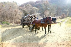 comissao-da-camara-aprova-projeto-que-proibe-uso-de-animais-para-transporte-de-carga-ou-veiculo