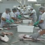 tarifaco-de-donald-trump-e-tema-de-debates-durante-realizacao-da-semana-nacional-do-pescado