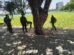 policia-apreende-drogas-enterradas-proximo-a-lagoa-do-porangabucu,-em-fortaleza