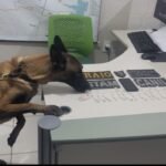 cadela-farejadora-localiza-drogas-e-ajuda-na-prisao-de-chefe-de-faccao-em-pacajus,-no-ceara