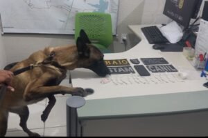 cadela-farejadora-localiza-drogas-e-ajuda-na-prisao-de-chefe-de-faccao-em-pacajus,-no-ceara