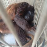 especie-ameacada:-macaco-guariba-da-caatinga-e-resgatado-em-massape/ce-apos-ser-atacado-por-caes
