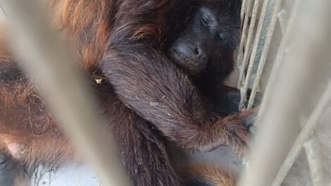 especie-ameacada:-macaco-guariba-da-caatinga-e-resgatado-em-massape/ce-apos-ser-atacado-por-caes