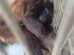 especie-ameacada:-macaco-guariba-da-caatinga-e-resgatado-em-massape/ce-apos-ser-atacado-por-caes