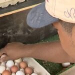ceara-e-o-7o-maior-produtor-de-ovos-do-pais-e-aposta-na-avicultura-para-crescer