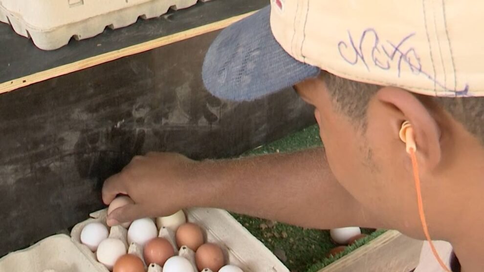 ceara-e-o-7o-maior-produtor-de-ovos-do-pais-e-aposta-na-avicultura-para-crescer