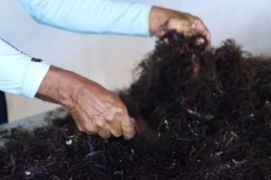 ufc-extrai-biomoleculas-de-algas-em-flecheiras,-no-ceara,-para-tratamentos-de-saude-e-usos-industriais