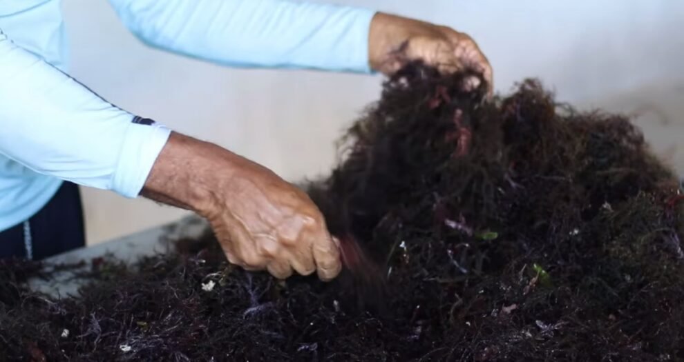 ufc-extrai-biomoleculas-de-algas-em-flecheiras,-no-ceara,-para-tratamentos-de-saude-e-usos-industriais