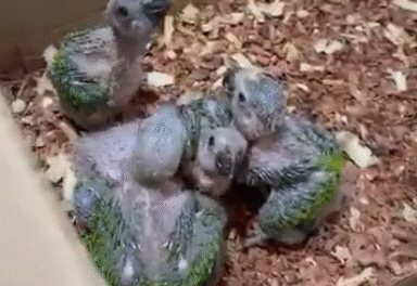 homem-e-preso-em-fortaleza-por-manter-aves-silvestres-ameacadas-de-extincao