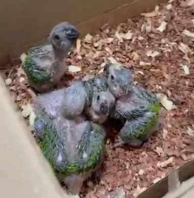 homem-e-preso-em-fortaleza-por-manter-aves-silvestres-ameacadas-de-extincao