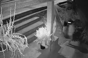 homem-e-morto-a-tiros-dentro-de-casa-apos-ter-residencia-invadida-no-interior-do-ceara