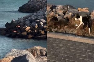 surfista-resgata-cachorro-que-ficou-preso-as-pedras-de-espigao-na-praia-do-icarai,-no-ceara